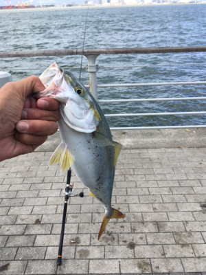 ライトショアジギング＆オクトパッシング