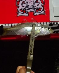 アジング練習 38