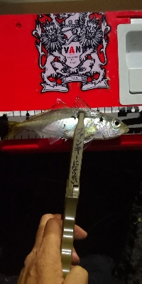 アジング練習 38