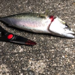 タチウオ不在？