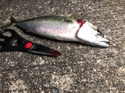 タチウオ不在？