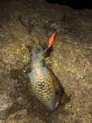 台風前に女神に逢いに♡