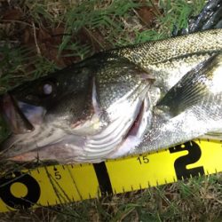 増水後のシーバス