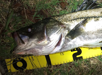 増水後のシーバス