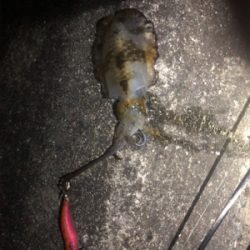 台風前エギング