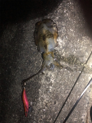 台風前エギング