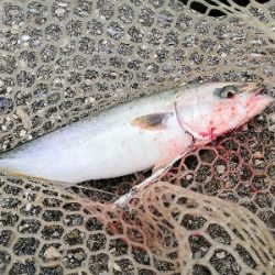 ハマチと太刀魚