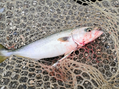 ハマチと太刀魚