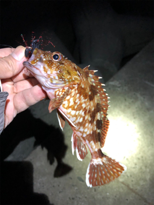 爆風の坊勢島一文字