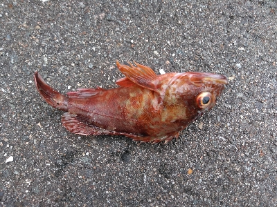 太刀魚、青物は何処？