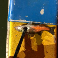 満月台風後　アジはいない。