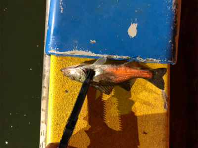 満月台風後　アジはいない。