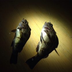 台風一過のライトゲーム