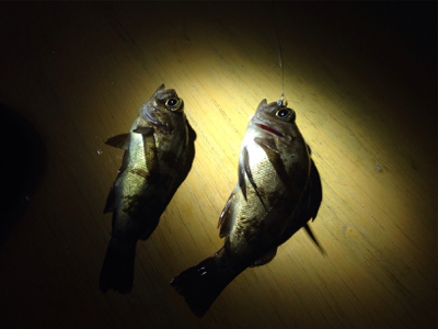 台風一過のライトゲーム