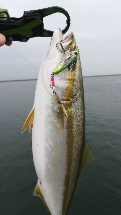 ライトショアジギング