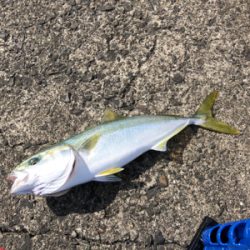 坂ノ市一文字でショアジギ