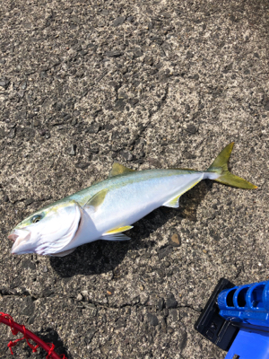 坂ノ市一文字でショアジギ