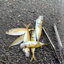 アオリ！アジ！