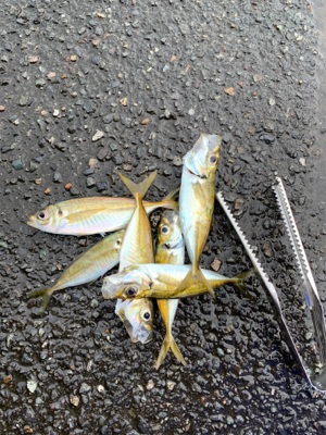 アオリ！アジ！