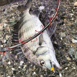 フカセでチヌ＆グレ