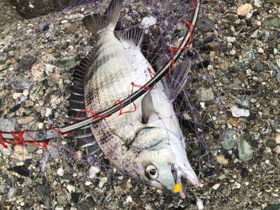 フカセでチヌ&グレ