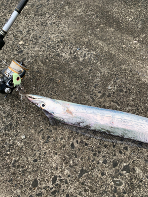 台風明けの太刀魚釣行