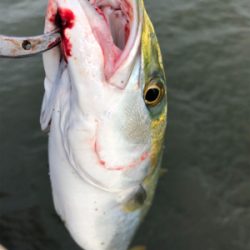 濁りがキツイ中　なんとか1本