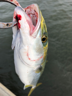 濁りがキツイ中　なんとか1本