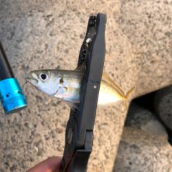 タチウオ・アジ