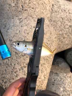 タチウオ・アジ