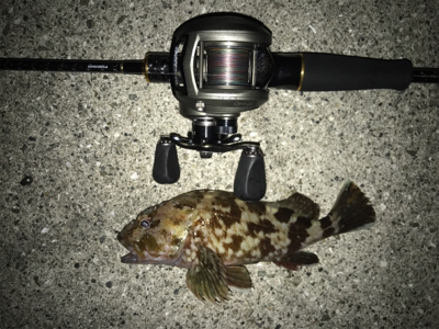 25cmガシラ！！ですが胸糞の悪い釣行でし…