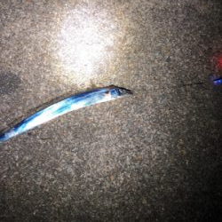 ホームのタッチー調査