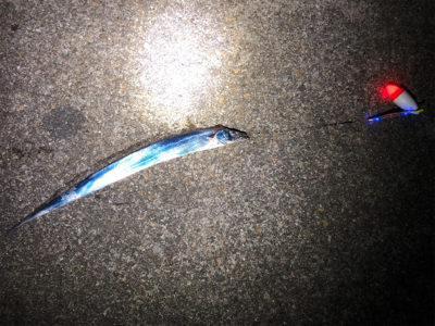 ホームのタッチー調査