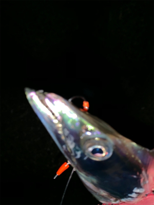 やっぱりテンヤやわ！