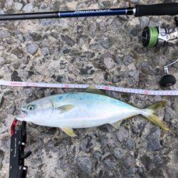 ヒラメを求めて☆西積丹☆五目釣り