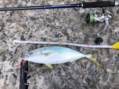 ヒラメを求めて☆西積丹☆五目釣り