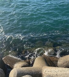 青物あかんかったけどDragonサイズ