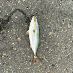 台風後、青物もタチウオも活性高