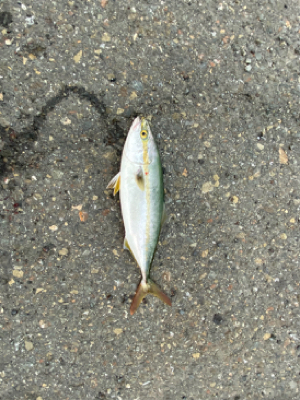 台風後、青物もタチウオも活性高