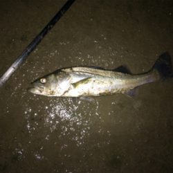 雨の後は調子が上がってきました。