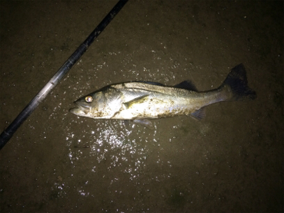 雨の後は調子が上がってきました。