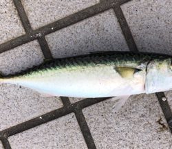 太陽登りきってからの釣果^ ^