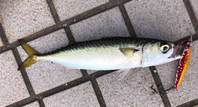 太陽登りきってからの釣果^ ^