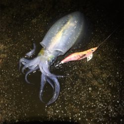 アオリちゃんが急に成長した