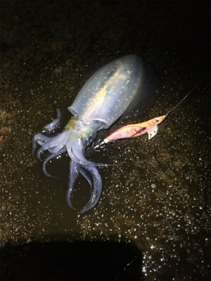 アオリちゃんが急に成長した