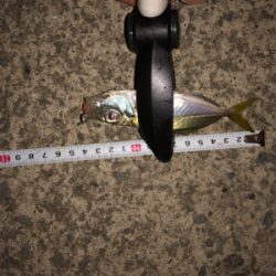 連休合間のアジング♫