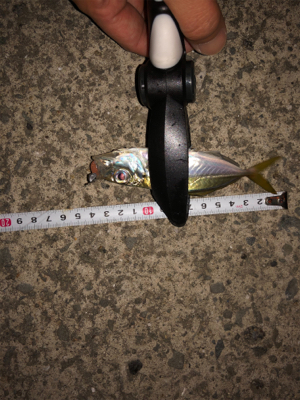 連休合間のアジング♫