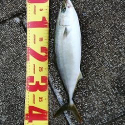 久しぶりのハマチ