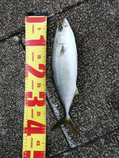 久しぶりのハマチ