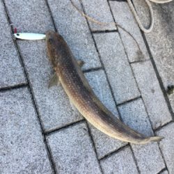 ライトショアジギング